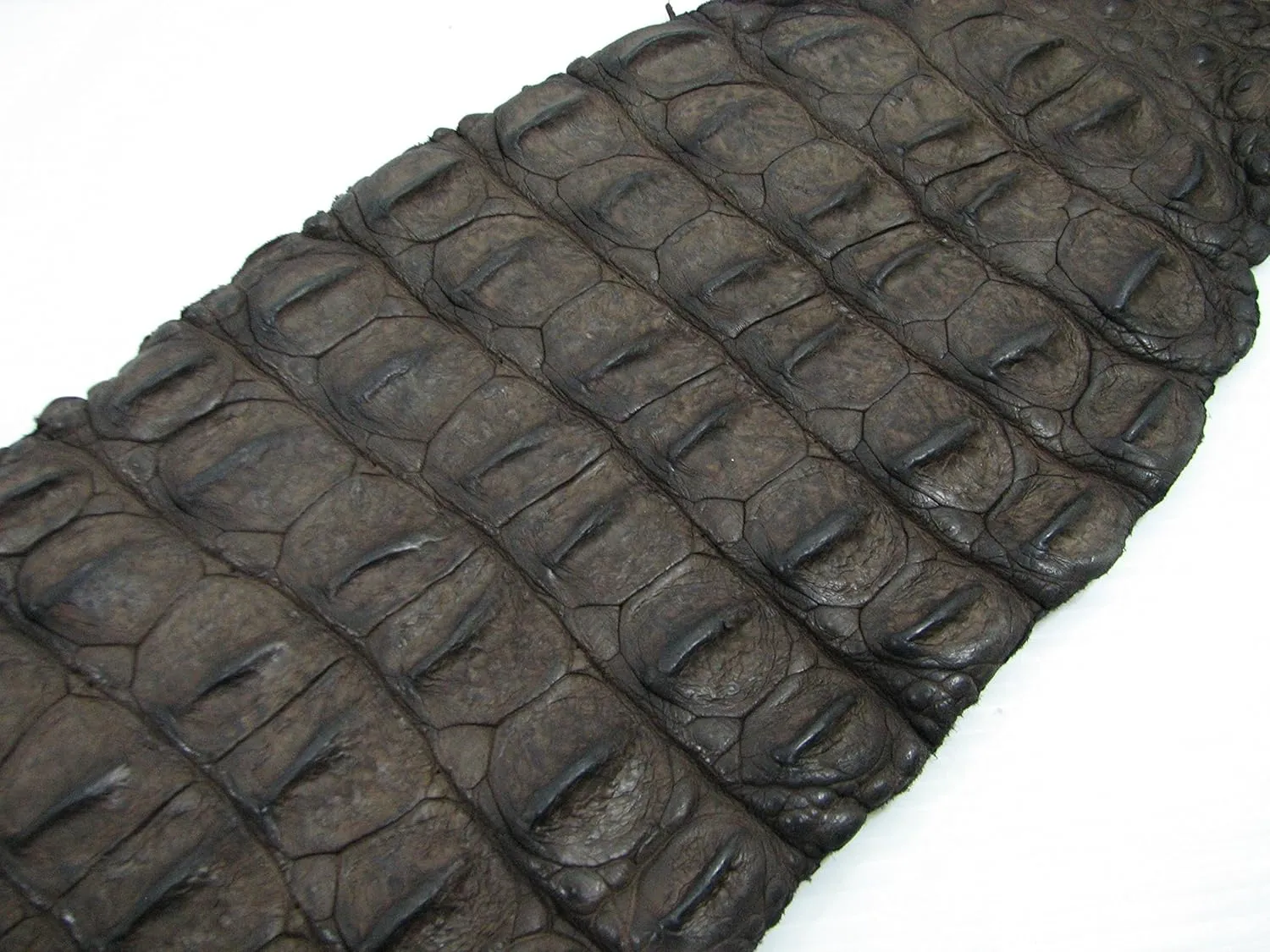 PELGIO Genuine Crocodile Alligator Hornback Skin Strap Leather Hide Pelt Chocolate Brown (6.0" x 46")