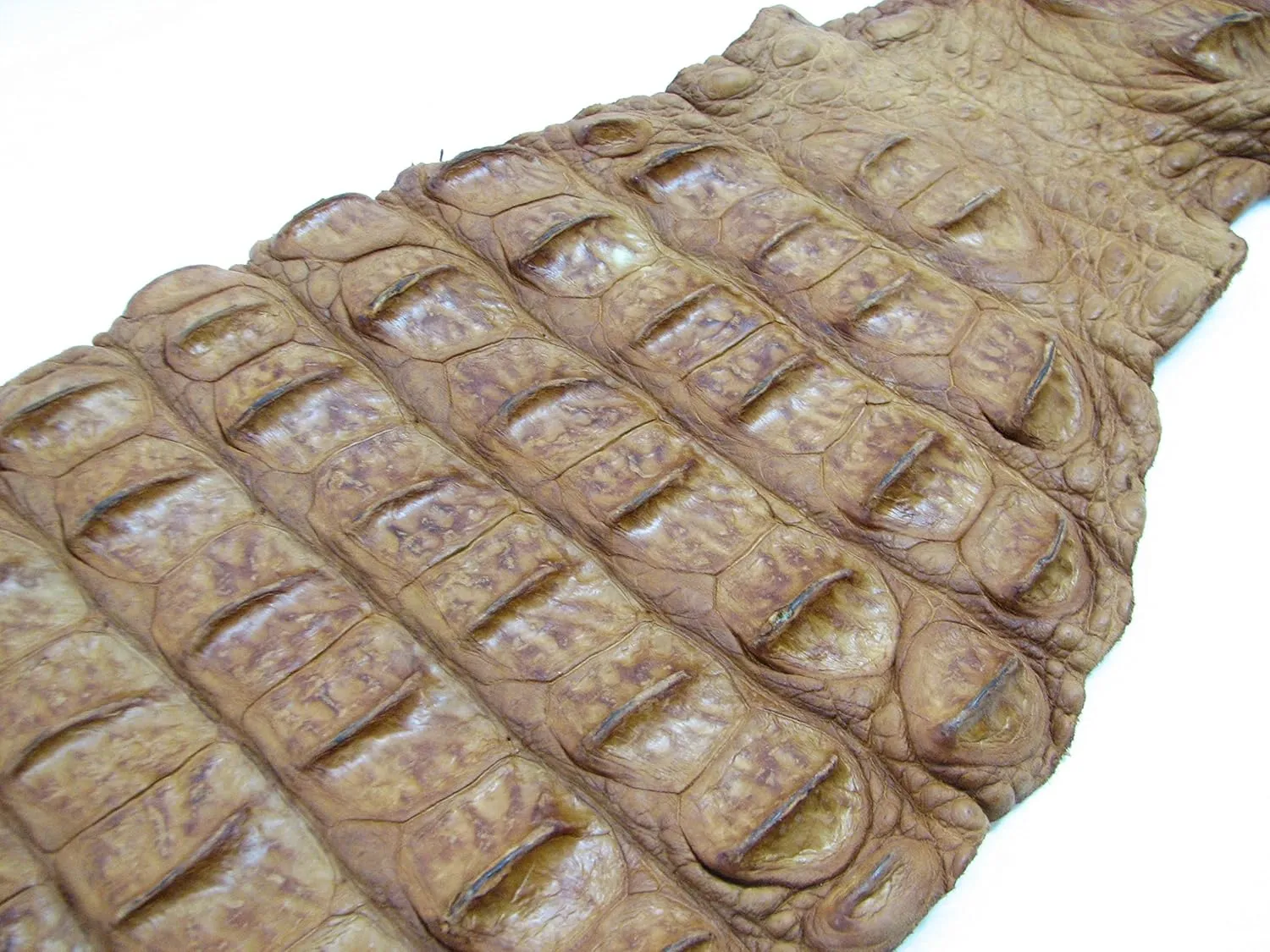 PELGIO Genuine Crocodile Alligator Hornback Skin Strap Leather Hide Pelt Tan Brown (5.0" x 42")