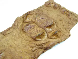 PELGIO Genuine Crocodile Alligator Hornback Skin Strap Leather Hide Pelt Tan Brown (5.0" x 42")