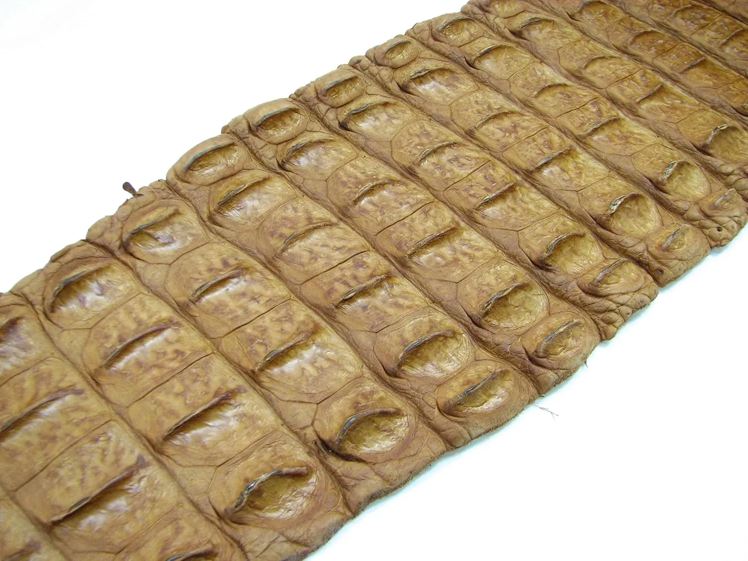 PELGIO Genuine Crocodile Alligator Hornback Skin Strap Leather Hide Pelt Tan Brown (5.0" x 42")