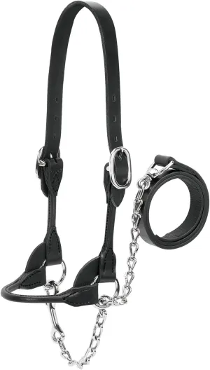 Weaver Leather Livestock Dairy/Beef Rounded Show Halter Black, Medium