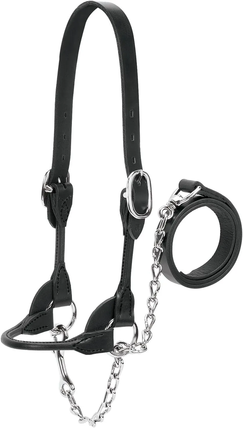 Weaver Leather Livestock Dairy/Beef Rounded Show Halter Black, Medium